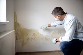 Why You Should Choose Our Mold Remediation Services in Poth, TX